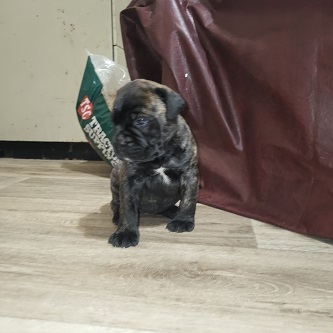 BULLMASTIFF PUPPIES FOR SALE