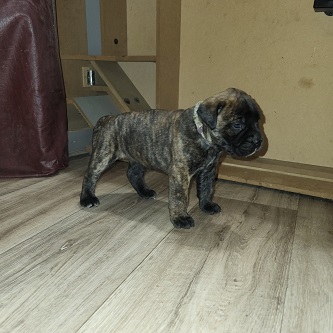 BULLMASTIFF PUPPIES FOR SALE
