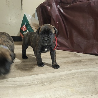 BULLMASTIFF PUPPIES FOR SALE