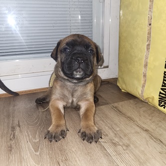 BULLMASTIFF PUPPIES FOR SALE