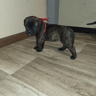 BULLMASTIFF PUPPIES FOR SALE