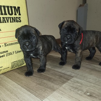 BULLMASTIFF PUPPIES FOR SALE