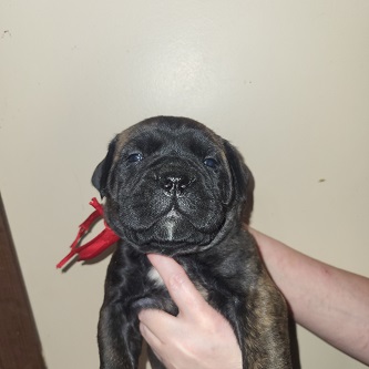 BULLMASTIFF PUPPIES FOR SALE