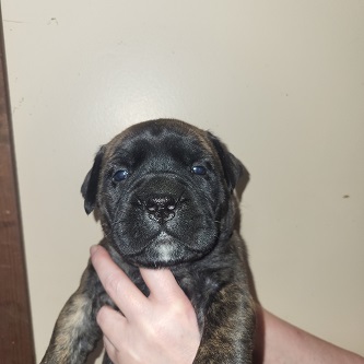 BULLMASTIFF PUPPIES FOR SALE