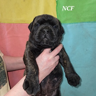 BULLMASTIFF PUPPIES FOR SALE