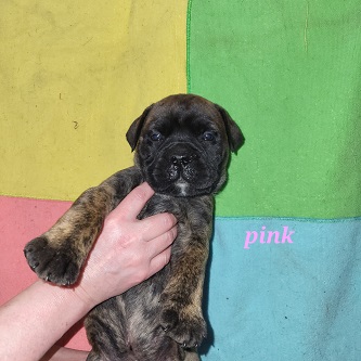BULLMASTIFF PUPPIES FOR SALE