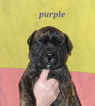 BULLMASTIFF PUPPIES FOR SALE