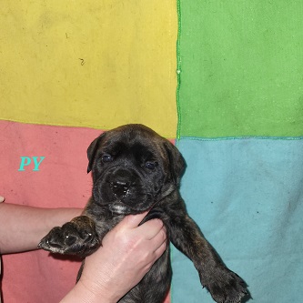 BULLMASTIFF PUPPIES FOR SALE