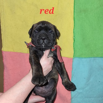 BULLMASTIFF PUPPIES FOR SALE