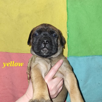 BULLMASTIFF PUPPIES FOR SALE