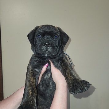BULLMASTIFF PUPPIES FOR SALE