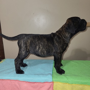 BULLMASTIFF PUPPIES FOR SALE