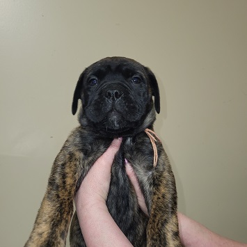 BULLMASTIFF PUPPIES FOR SALE