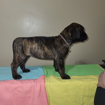 BULLMASTIFF PUPPIES FOR SALE