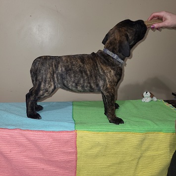 BULLMASTIFF PUPPIES FOR SALE
