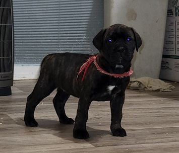 BULLMASTIFF PUPPIES FOR SALE