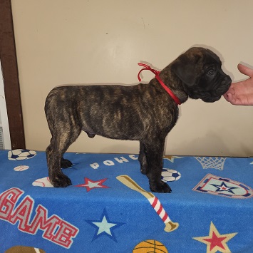 BULLMASTIFF PUPPIES FOR SALE