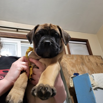 BULLMASTIFF PUPPIES FOR SALE