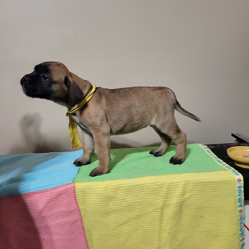 BULLMASTIFF PUPPIES FOR SALE
