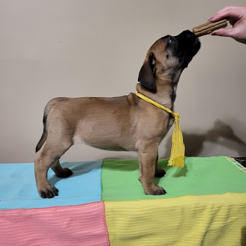 BULLMASTIFF PUPPIES FOR SALE