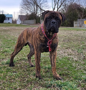 BULLMASTIFF PUPPIES FOR SALE
