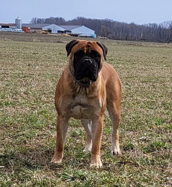 bullm,astiff puppies for sale