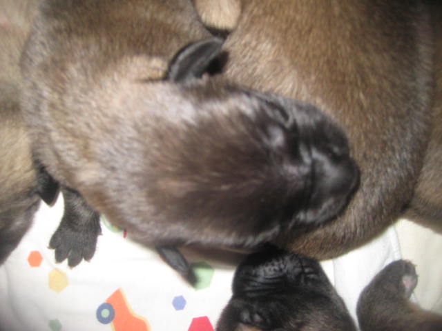 MASTIFF PUPPIES