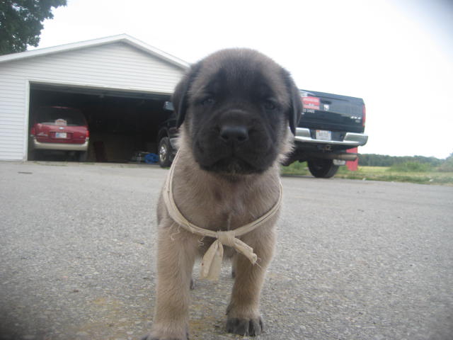  mastiff puppies for sale