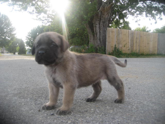  mastiff puppies for sale