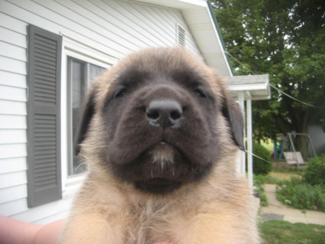  mastiff puppies for sale