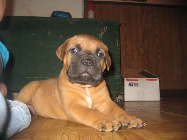 bullmastiff puppies