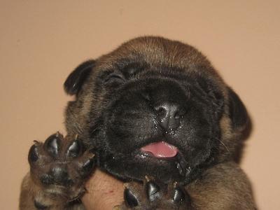 bullmastiff puppies for sale