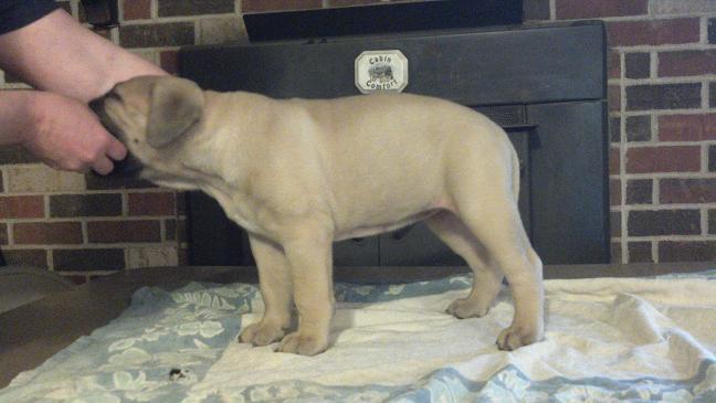 bullmastiff puppies for sale