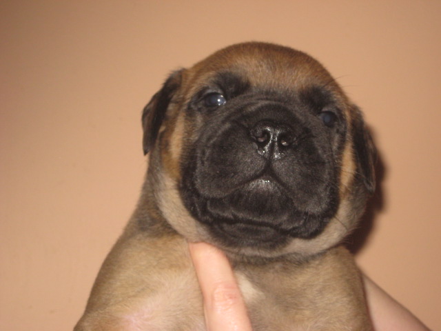 bullmastiff puppies